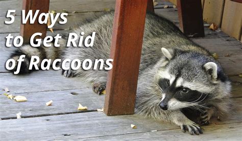 Get rid of raccoons. Things To Know About Get rid of raccoons. 